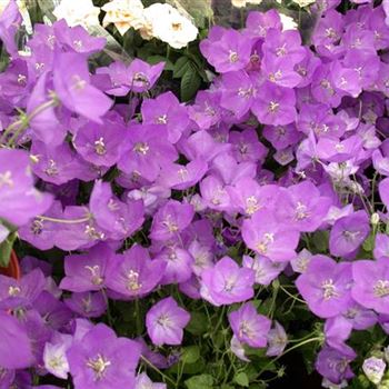 Campanula persicifolia