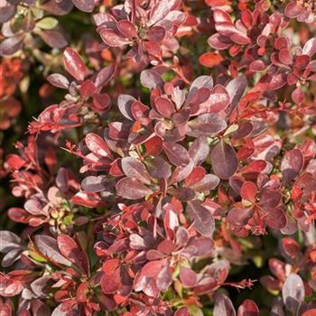 Berberis thunbergii 'Atropurpurea Nana'