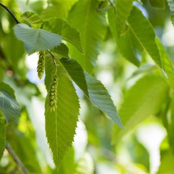 Carpinus betulus