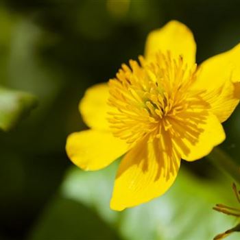 Caltha palustris