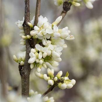 Cercis chinensis 'Shirobana'