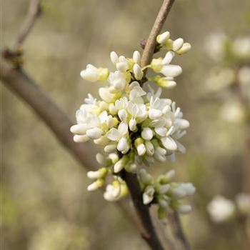 Cercis chinensis 'Shirobana'