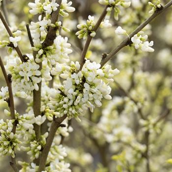 Cercis chinensis 'Shirobana'