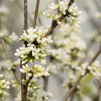 Cercis chinensis 'Shirobana'