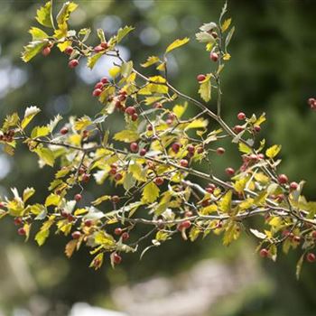 Crataegus coccinea