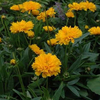 Coreopsis grandiflora 'Early Sunrise'