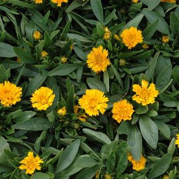 Coreopsis grandiflora 'Early Sunrise'