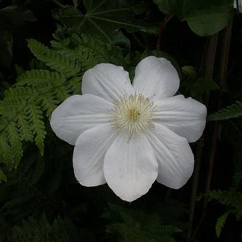 Clematis 'Madame Le Coultre'