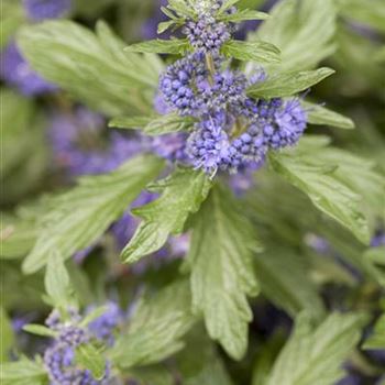 Caryopteris clandonensis 'Blue Balloon'®