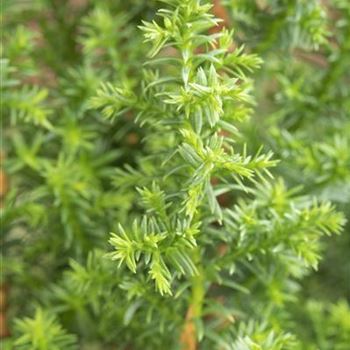 Chamaecyparis thyoides 'Top Point'