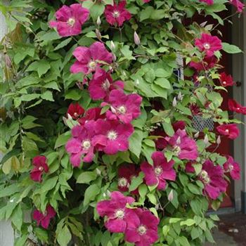 Clematis 'Rouge Cardinal'