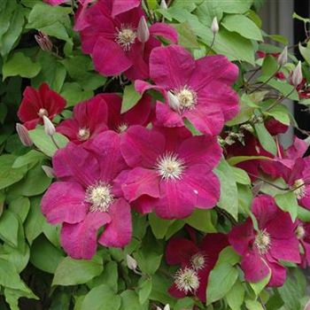 Clematis 'Rouge Cardinal'