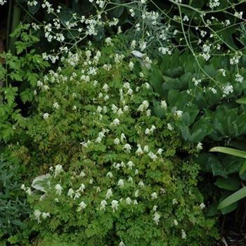 Corydalis ochroleuca