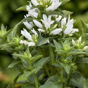 Campanula glomerata 'Alba'