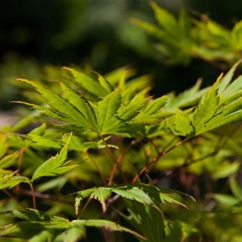 Acer palmatum