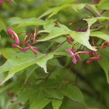 Acer palmatum