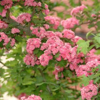 Crataegus laevigata 'Paul´s Scarlet'