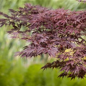 Acer palmatum