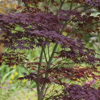 Acer palmatum