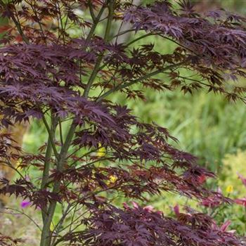 Acer palmatum