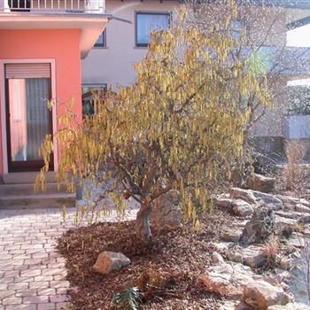 Corylus avellana 'Contorta'