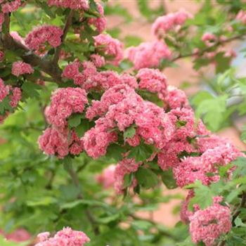 Crataegus laevigata 'Paul´s Scarlet'