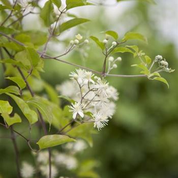 Clematis vitalba