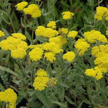 Achillea clypeolata 'Moonshine'