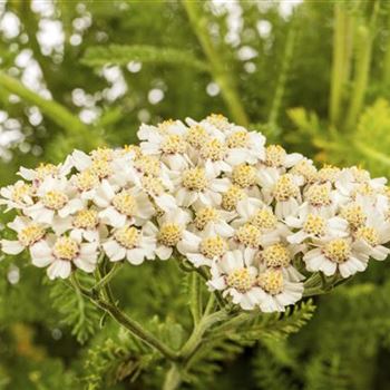 Achillea millefolium, weiß