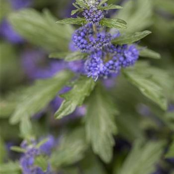 Caryopteris clandonensis