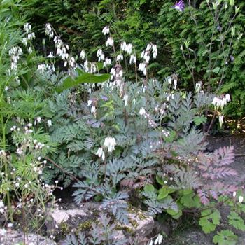 Dicentra formosa