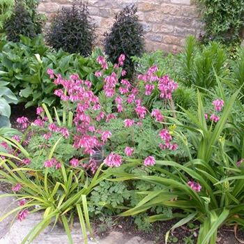 Dicentra formosa