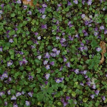 Cymbalaria muralis