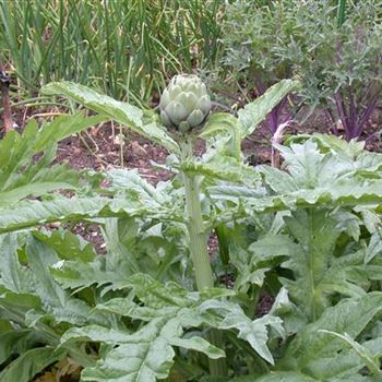 Cynara cardunculus