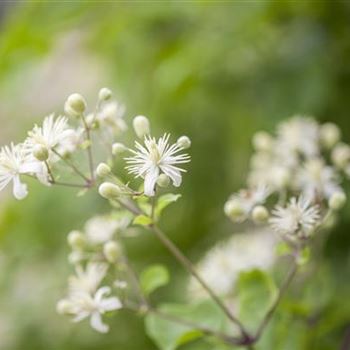 Clematis vitalba