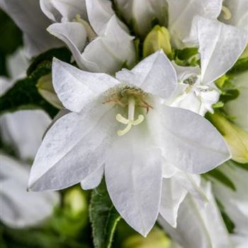 Campanula glomerata 'Alba'