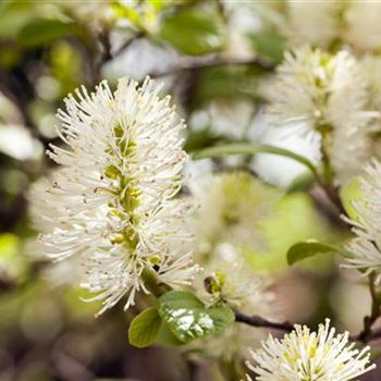 Fothergilla gardenii