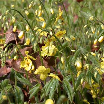 Epimedium pinnatum ssp. colchicum