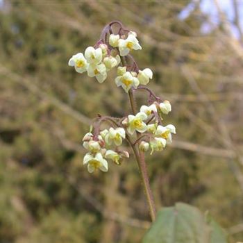 Epimedium pubigerum