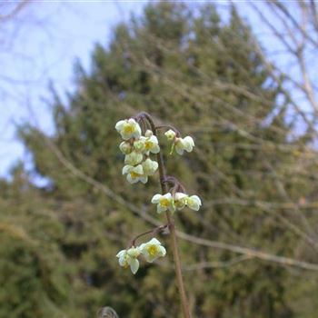 Epimedium pubigerum