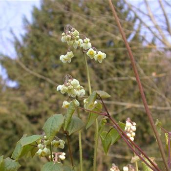 Epimedium pubigerum