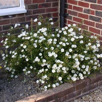 Helianthemum 'Eisbär'