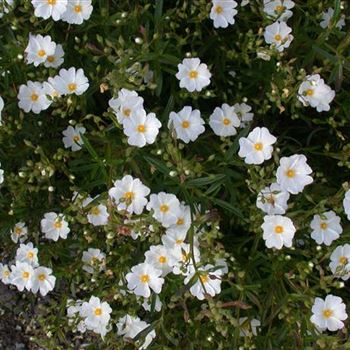 Helianthemum 'Eisbär'