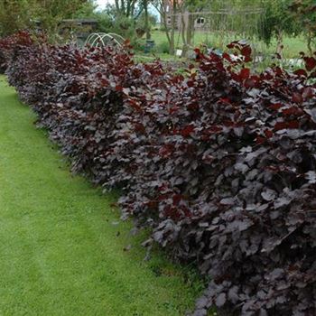 Fagus sylvatica 'Purpurea'