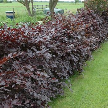 Fagus sylvatica 'Purpurea'