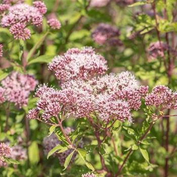 Eupatorium cannabinum