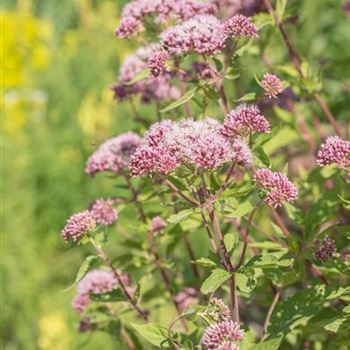 Eupatorium cannabinum