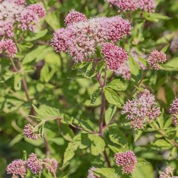 Eupatorium cannabinum