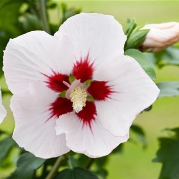 Hibiscus syriacus