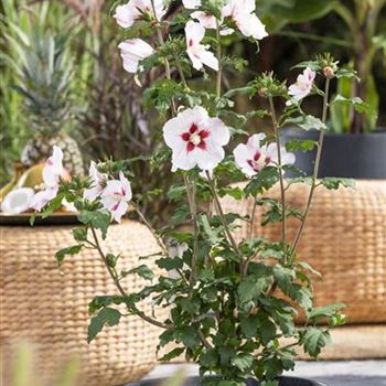 Hibiscus syriacus